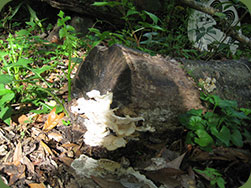 fungal growth on log