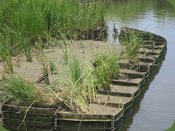 new marsh growth in Orleans Coastal Program